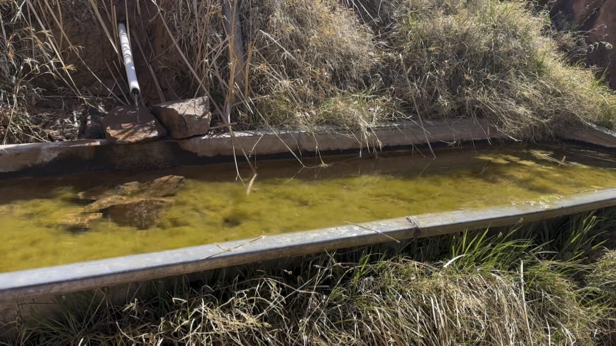 A metal water trough filled with stagnant, algae-covered water at Santa Maria Spring in the Grand Canyon.