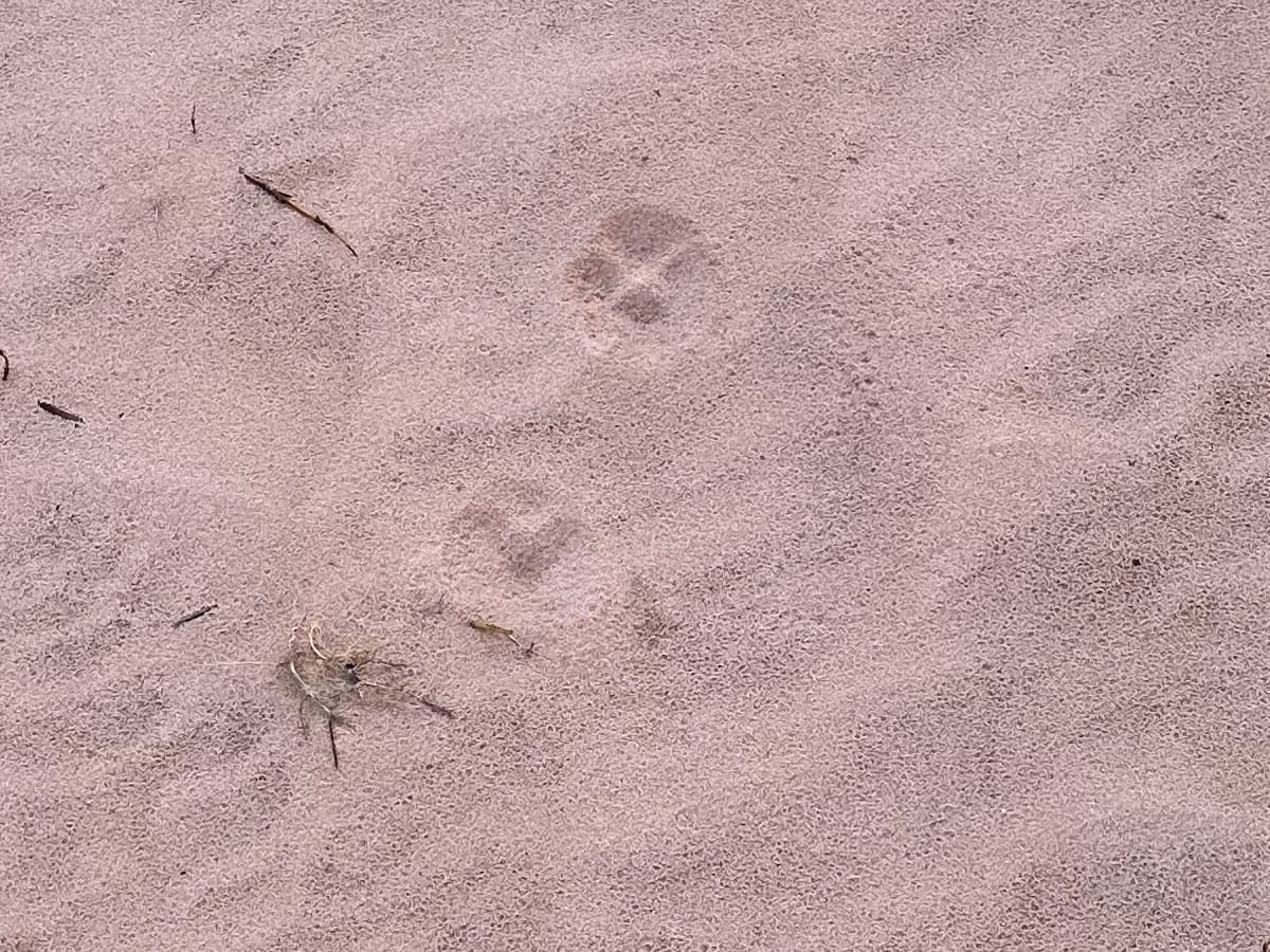 Animal tracks with paw prints in the sand.