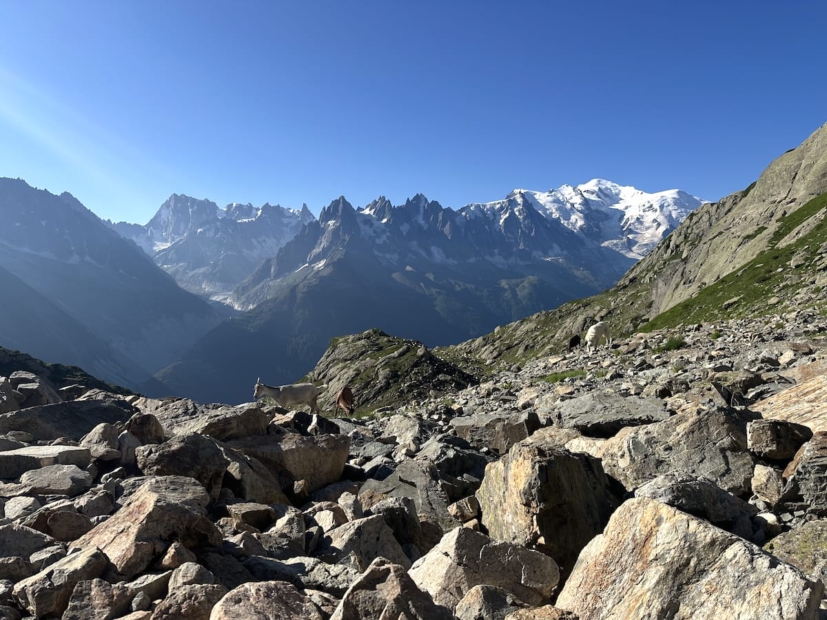View from Lac Blanc hike with Mont Blanc and mountain goats.