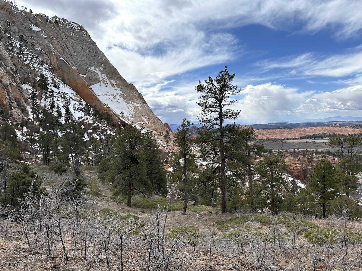 Single-leaf pinyon pine trees along the Zion Traverse trail with a canyon landscape and snow.