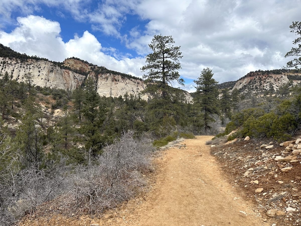Sandy trail winding through pine trees along the Zion Traverse East Rim with canyon views.