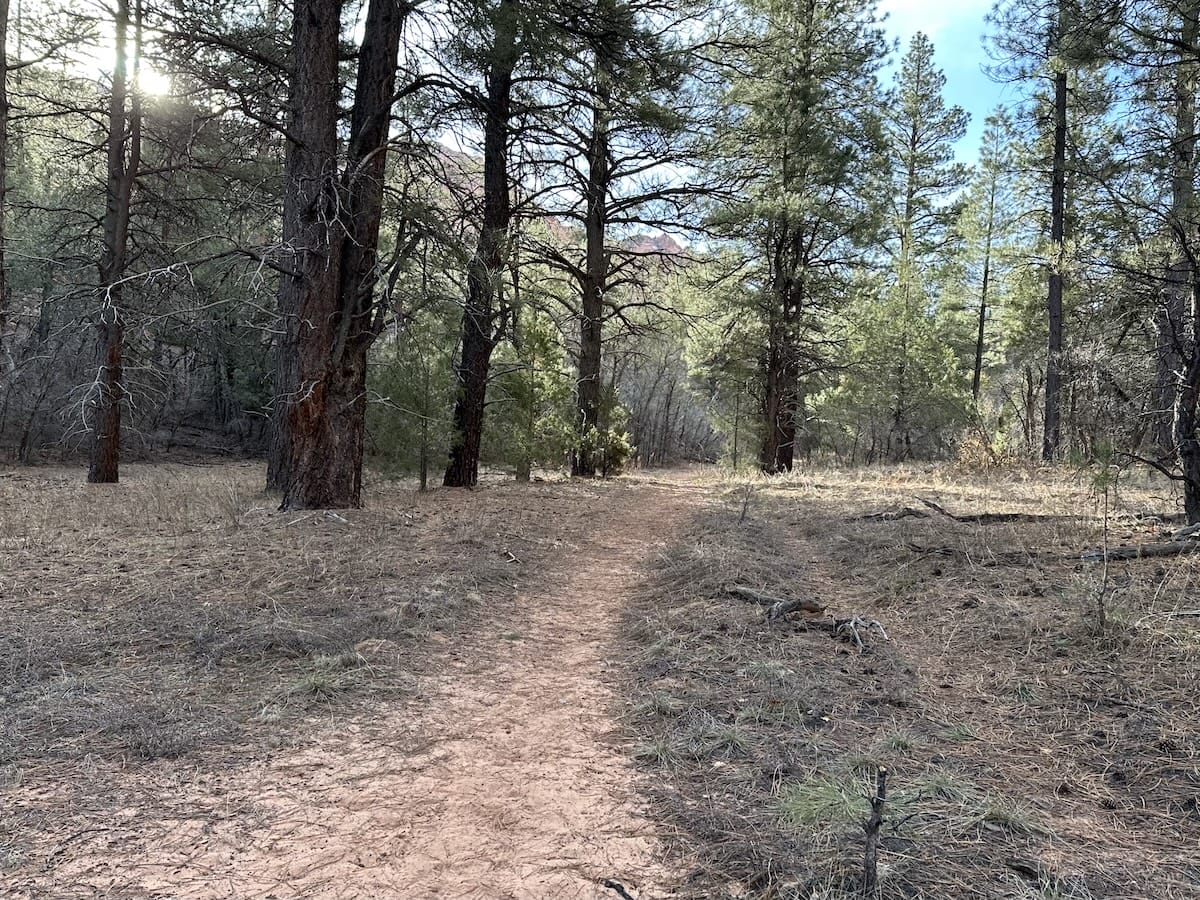 Sunlit trail winding through a pine forest along the Zion Traverse.