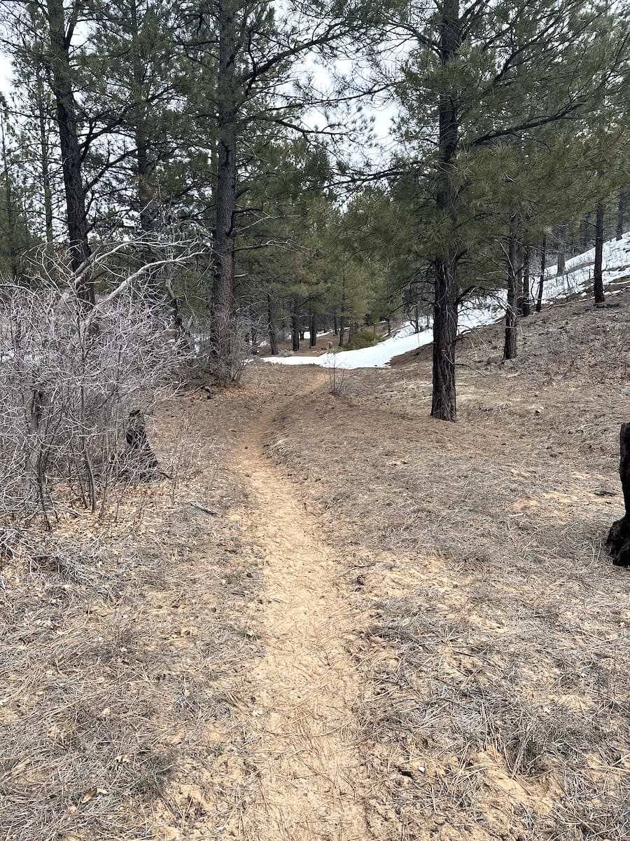Sandy trail winding through a pine forest along the Zion Traverse.