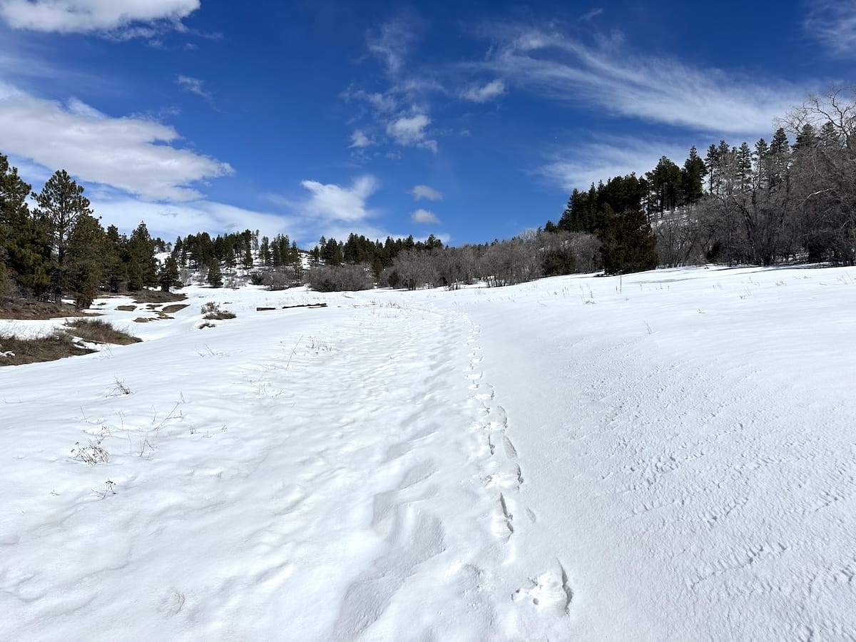 Snow-covered trail in Hop Valley along the Zion Traverse with footprints and pine trees.