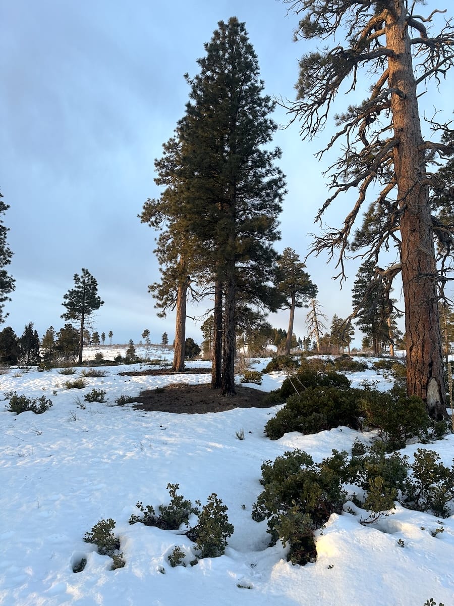 Ponderosa pine trees (Pinus ponderosa) along the Zion Traverse West Rim trail with a snow-covered landscape.